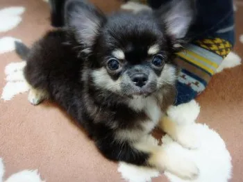 めぇ凛 様のお迎えした子犬