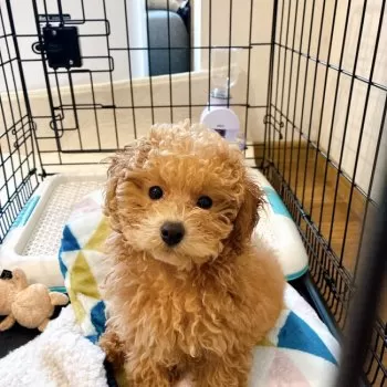 S.M 様のお迎えした子犬