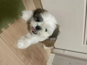 Y.S 様のお迎えした子犬