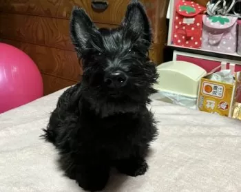 マル 様のお迎えした子犬