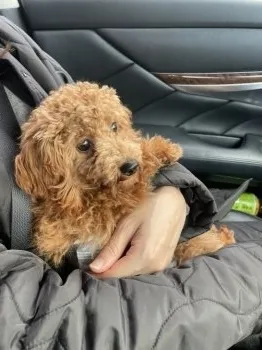 オノキチ 様のお迎えした子犬