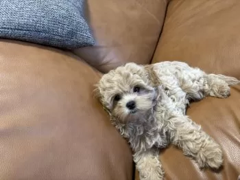 あいす 様のお迎えした子犬