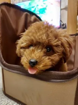 みーけん 様のお迎えした子犬