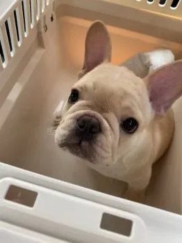 Raspberry 様のお迎えした子犬