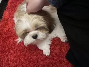 ぼぼぞう 様のお迎えした子犬