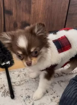 R.W 様のお迎えした子犬