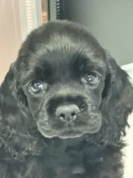 N.Y 様のお迎えした子犬