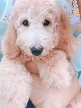 プードル大好き 様のお迎えした子犬