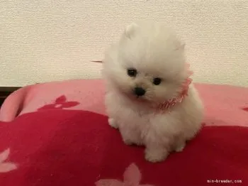 R.K 様のお迎えした子犬