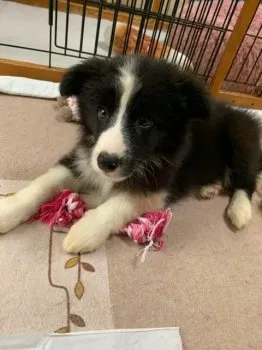 N.K 様のお迎えした子犬