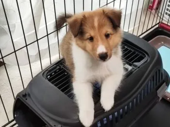 tamoru 様のお迎えした子犬