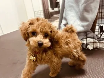 E.O 様のお迎えした子犬