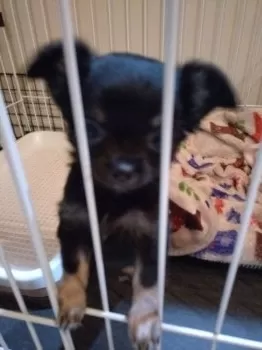 E.K 様のお迎えした子犬