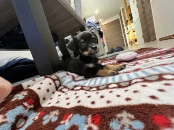 りー 様のお迎えした子犬