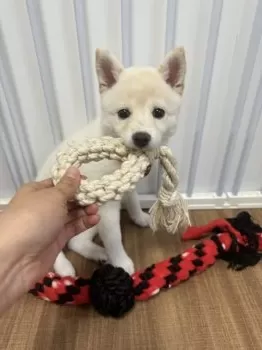 A.O 様のお迎えした子犬