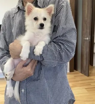 Y.S 様のお迎えした子犬