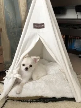 さゆり 様のお迎えした子犬