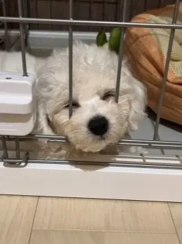 もも 様のお迎えした子犬