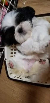 ｍｉｉ 様のお迎えした子犬