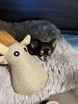 S.K 様のお迎えした子犬