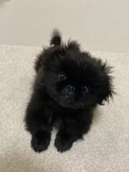 アポロ 様のお迎えした子犬