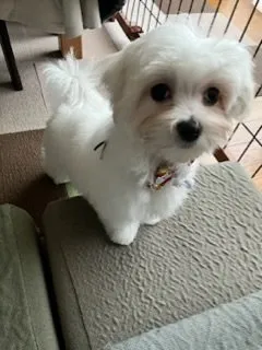 C.Ｉ 様のお迎えした子犬