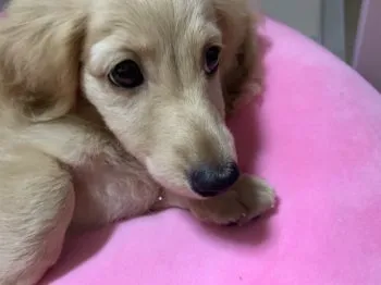 エリザベス 様のお迎えした子犬