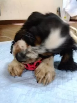 よしおきんた 様のお迎えした子犬