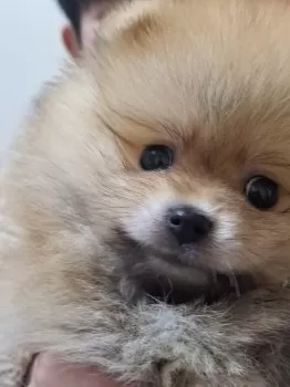 K.U 様のお迎えした子犬