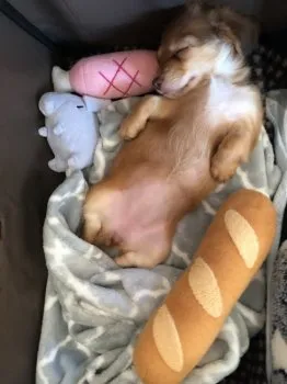 だい 様のお迎えした子犬