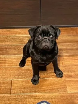 HN SUNちゃん 様のお迎えした子犬