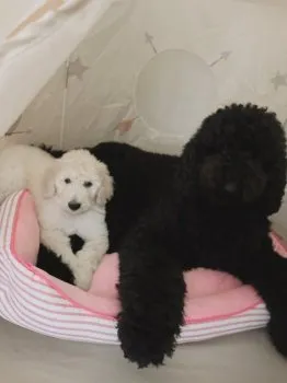 みきみき 様のお迎えした子犬