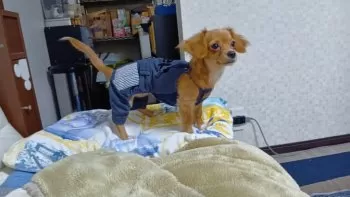 GARO 様のお迎えした子犬