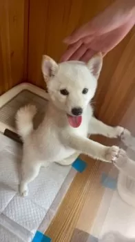K.Y 様のお迎えした子犬