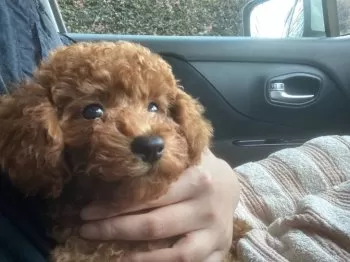 M.S 様のお迎えした子犬
