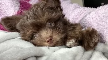 T.N 様のお迎えした子犬