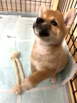 ひー 様のお迎えした子犬