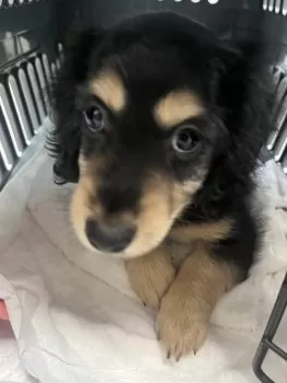 M.N 様のお迎えした子犬