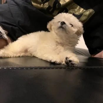 M.Y 様のお迎えした子犬