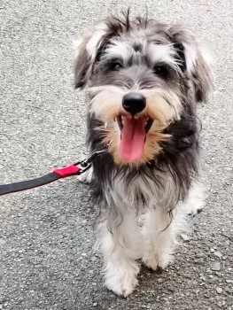 まきちゃん 様のお迎えした子犬