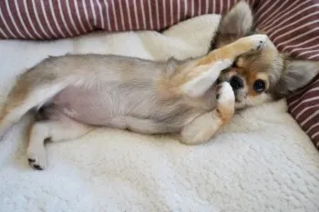 ぴーこ 様のお迎えした子犬