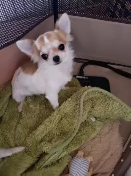M.W 様のお迎えした子犬