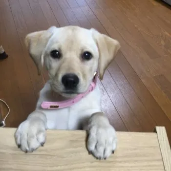 ヒロ 様のお迎えした子犬