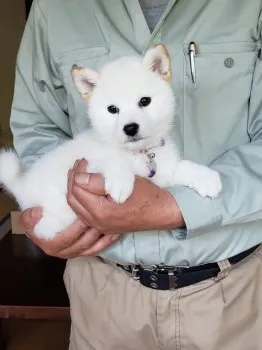 しま 様のお迎えした子犬