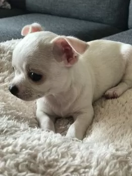 A.K 様のお迎えした子犬