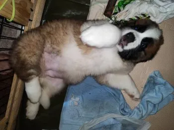げーたー 様のお迎えした子犬