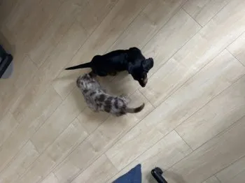 ushinn 様のお迎えした子犬