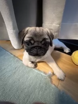 チハル 様のお迎えした子犬