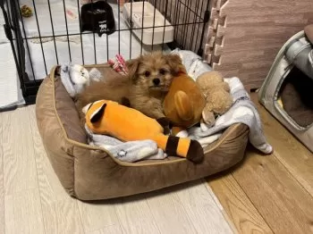 N.O 様のお迎えした子犬