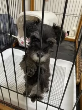 ema 様のお迎えした子犬